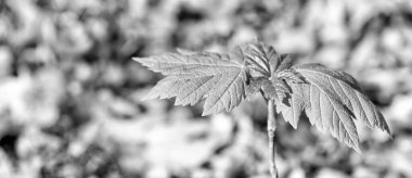 Yeşil yapraklı taze akçaağaç filizleri orman toprağında, güneşli doğal arka planda yetişir..