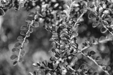 Sonbahar havası. Güzel bir sonbahar yaprağı arka planı. Sarı yapraklı arka plan. Sonbahar doğası. Yapraklı, güneşli bir dal. Mevsimlik ağaç kesimi. Doğal güzellik.