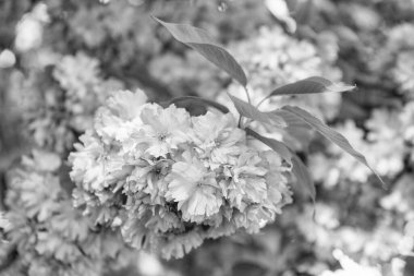 Çiçek açan bahar ağacında pembe sakura çiçeği.