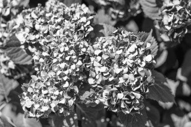 İlkbaharda çiçek açan çiçek demetleri..