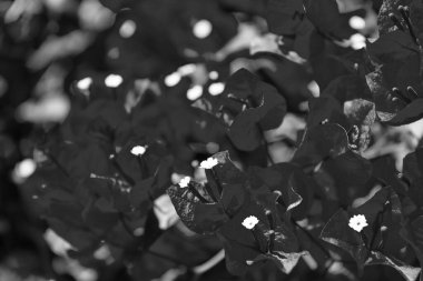 Pembe begonvil çiçeğinin makro görüntüsü. Doğa.