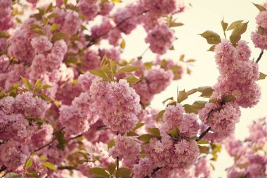 Kiraz ağacı. Çiçek açan bahar ağacında pembe sakura çiçeği.