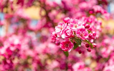 Çiçek açan bahar ağacında pembe sakura çiçeği. kiraz çiçeği..