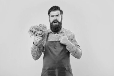 Önlüklü endişeli adam taze yaprak, marul sarısı arka plan, sebze satıcısı..