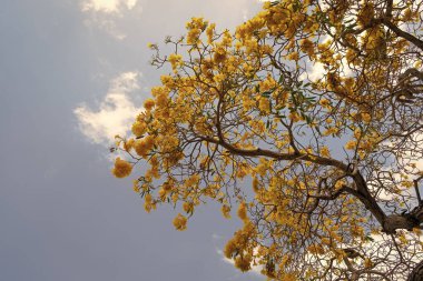 Çiçek mevsimi. Mavi gökyüzünde gelişen tabebuia aurea. Sarı çiçekli Tabebuia ağacı. Çiçek açan bitki. Çiçeklerin açtığı.