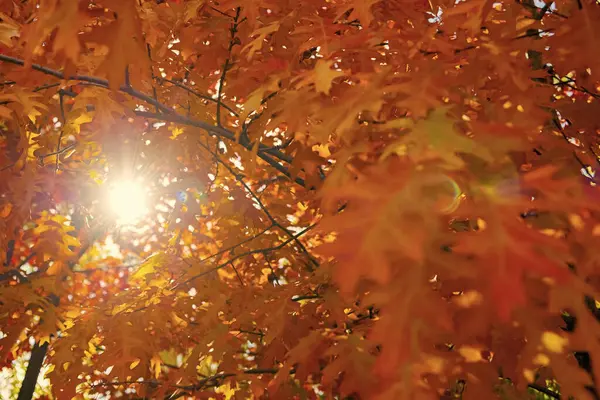 oak autumn leaves on tree. selective focus of oak autumn leaves. autumn season with oak leaves with sun glare.