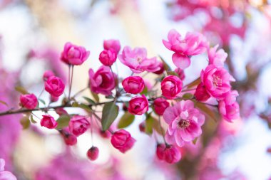 Çiçek açan Japon sakurası dalda çiçek açıyor. Çiçek açan sakura çiçeğinin fotoğrafı. Çiçek açan sakura çiçeği. Çiçek açan sakura çiçeği..