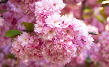 Botanik çiçek açan bahar ağacında pembe sakura çiçeği.