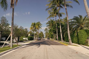 Sarı işaretli asfalt yol ve bulvarda palmiye ağaçları.