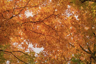 Sonbahar ormanlarının doğası. Sonbahar mevsiminde orman doğası. Sonbahar ormanlarında mevsimlik doğa ve sarı ağaçlar.