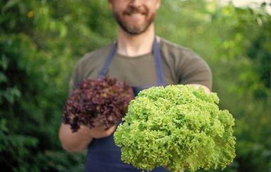 selective focus of cropped man with lettuce leaves.