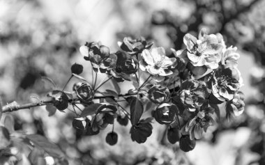 Sakura çiçeği. Çiçek açan bahar ağacında pembe sakura çiçeği.