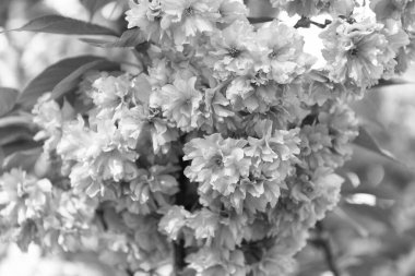 Çiçek açan bahar ağacında pembe sakura çiçeği. makro çiçekler.