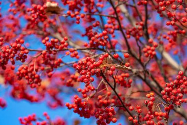 Kırmızı böğürtlen dalına sahip rowan ağacı.