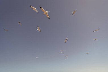 Flock of seagulls gulls seabirds birds flying in blue sky. clipart