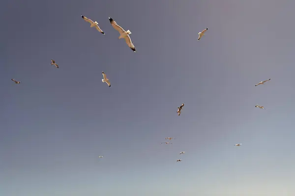 Flock Seagulls Gulls Seabirds Birds Flying Blue Sky Stockbild