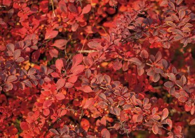 Kızıl sonbahar, böğürtlenin arka planını terk eder.