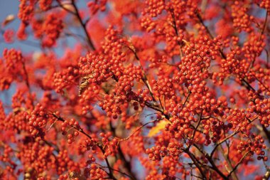 Red Autumn Rowan Ashberry şubesi. Red Autumn Rowan 'ın seçici odağı. Red Rowan ile sonbahar sezonu.