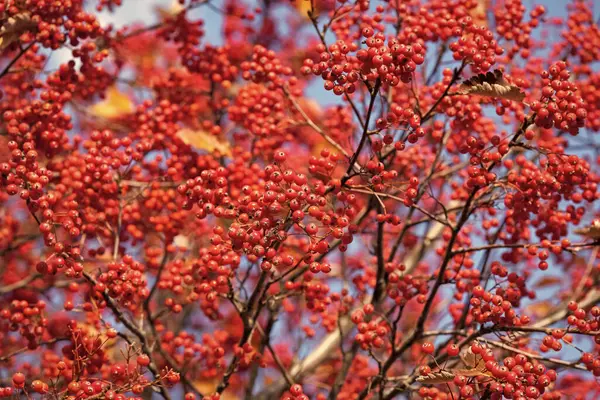 Kırmızı Böğürtlen Arkaplanlı Rowan Ağacı - Stok İmaj