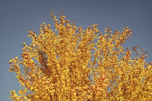Sarı Sonbahar Yaprakları Dalda Sarı Sonbahar Yaprakları Sonbahar Mevsimi Gökyüzünde Telifsiz Stok Fotoğraflar