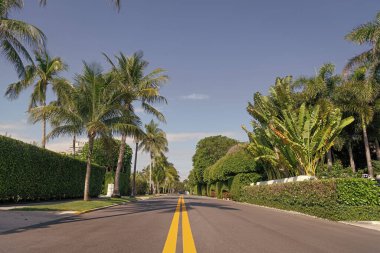 empty avenue with yellow marking and palm trees.