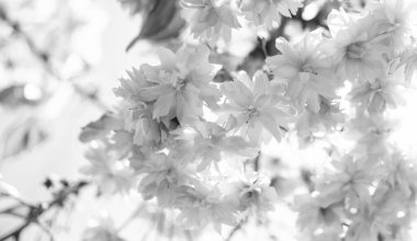 pink flowers of blooming japanese cherry tree in spring. macro.