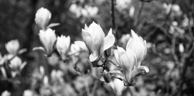 İlkbaharda manolya çiçeği makrosu. Doğa güzelliği.