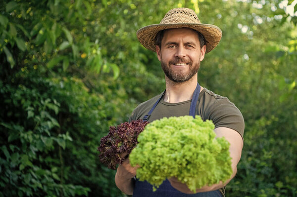 man greengrocer in straw hat with lettuce leaves. selective focus and copy space.