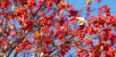 Doğal arkaplan olarak böğürtlenli Rowan dalı.