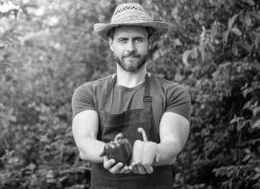 Hasır şapkalı manav ve dolmalık biber. organik gıda.