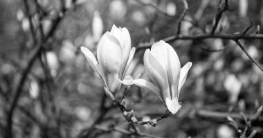 İlkbaharda pembe manolya çiçeği makrosu. Doğa güzelliği.