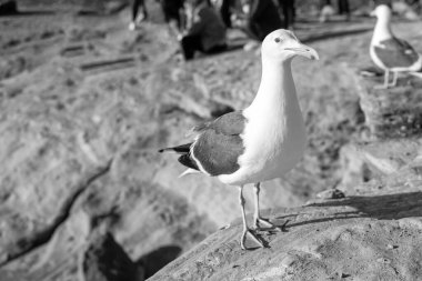 White-headed herring gull with heavy beak standing on rocks. clipart