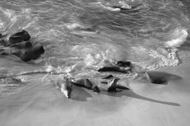 Pinniped seals marine mammal animals resting on sea beach. clipart