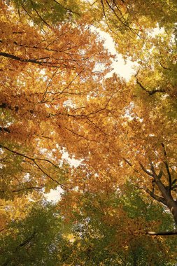 Sonbahar ormanlarının düşük manzarası. Sonbahar mevsiminde orman doğası. Sonbahar ormanlarında mevsimlik doğa.