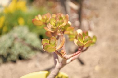 succulent plant of cactus in sunny day, selective focus.