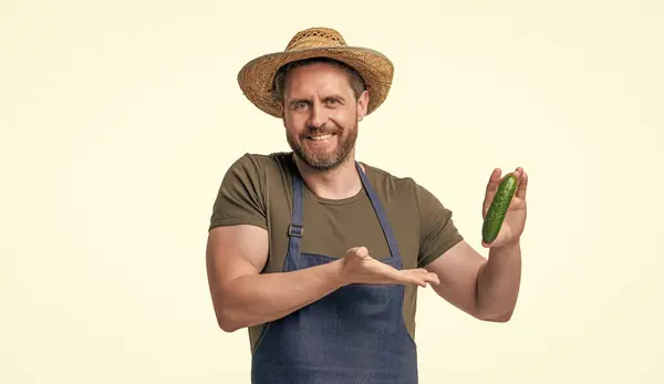 Stock image man in apron and hat presenting cucumber vegetable isolated on white.