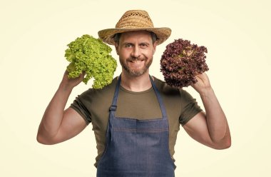 farmer in apron and hat with lettuce vegetable isolated on white.