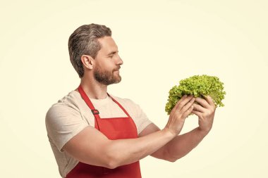 man in apron with lettuce bunch isolated on white.