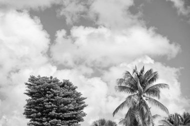 summer sky with palm tree. summer sky with palm outdoor. summer sky with palm outside. photo of summer sky with palm.