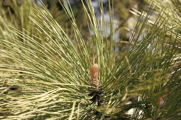 stock image pine cone of fir tree. spruce of fir tree in nature. pinecone or pine cone macro photography. pine pollen of evergreen fir. coniferous nature.