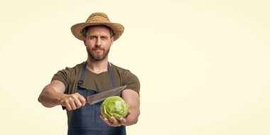 man in apron hold cabbage and knife isolated on white background. copy space.