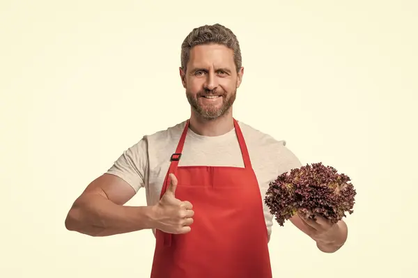 stock image man in apron with lettuce vegetable show thumb up isolated on white.