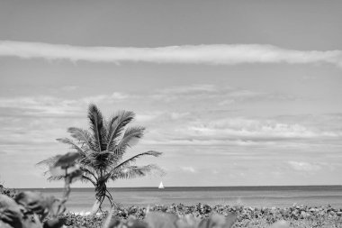 ufukta yaz tatili, palmiye ağacı, kopyalama alanı.