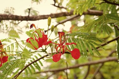 exotic flower macro view with water drops. exotic flower in nature. photo of exotic flower bright color. exotic flower closeup.