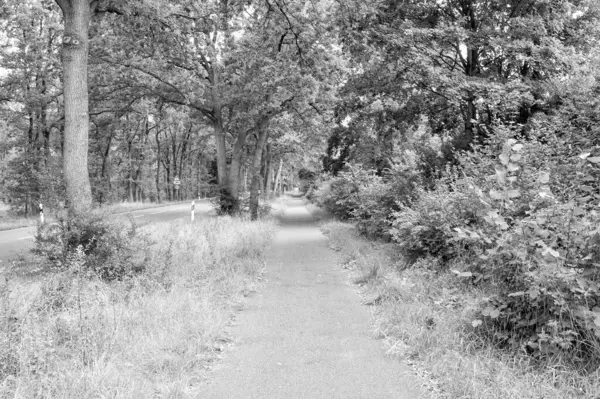 Boş yol ve doğal arka plan yolu manzaralı yürüyüş yolu.