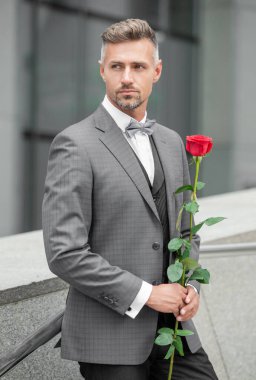 valentines day concept. grizzled tuxedo man with valentines rose. flower gift for valentines day.