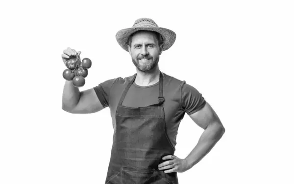 stock image gardener in apron and hat with tomato bunch isolated on white.