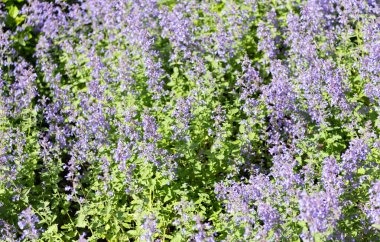 Lavanta tarlası. Yazın lavanta çiçekleri. France Provence lavanta tarlası. Mor lavanta doğada çiçek açar. Doğanın bileşimi. Çiçek açan yaz çiçekleri. Çiçek tarlası.