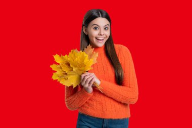 Genç kız sonbahar akçaağaç yaprağını tutuyor. Düşen yapraklar. Sonbahar tarzı akçaağaç yapraklı bir kız. Sonbahar modası. Sonbahar sezonu. Sonbahar yaprakları ve kırmızıda izole edilmiş mutlu genç kız. Altın yapraklar.