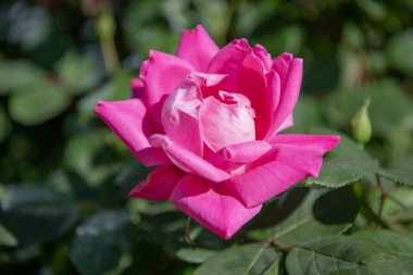 Baharda doğa. Gül çiçekleri. Yazın gül bahçesi. Gül çalısı. Doğada güzel taze bir gül. Bahçedeki pembe güller. Çiçek açan yaz çiçekleri. Yumuşak çiçek yaprağı. Aromatik çiçek.